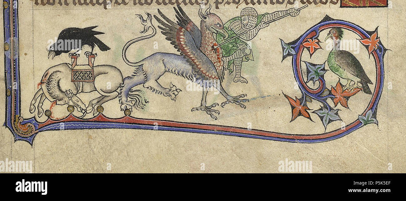 N/A. Anglais : l'Héraldique sur la première page du texte des Psaumes suggère fortement que ce Psautier a été commandé par le roi Édouard I pour le mariage de son fils Alphonso, à Margaret, fille de Florent V, comte de Hollande, qui devait avoir lieu en 1284. Alphonso est mort avant le mariage, cependant, et la décoration du manuscrit a été incomplète. Des ajouts ont été effectués au début du 14ème siècle, probablement avant 1316. Dans la bordure inférieure d'un cheval est en train de mourir, sans doute blessé par le Griffin (un monstre fabuleux avec la tête, les ailes, et les griffes de l'aigle, et l'arrière-train d'un lion) qui Banque D'Images