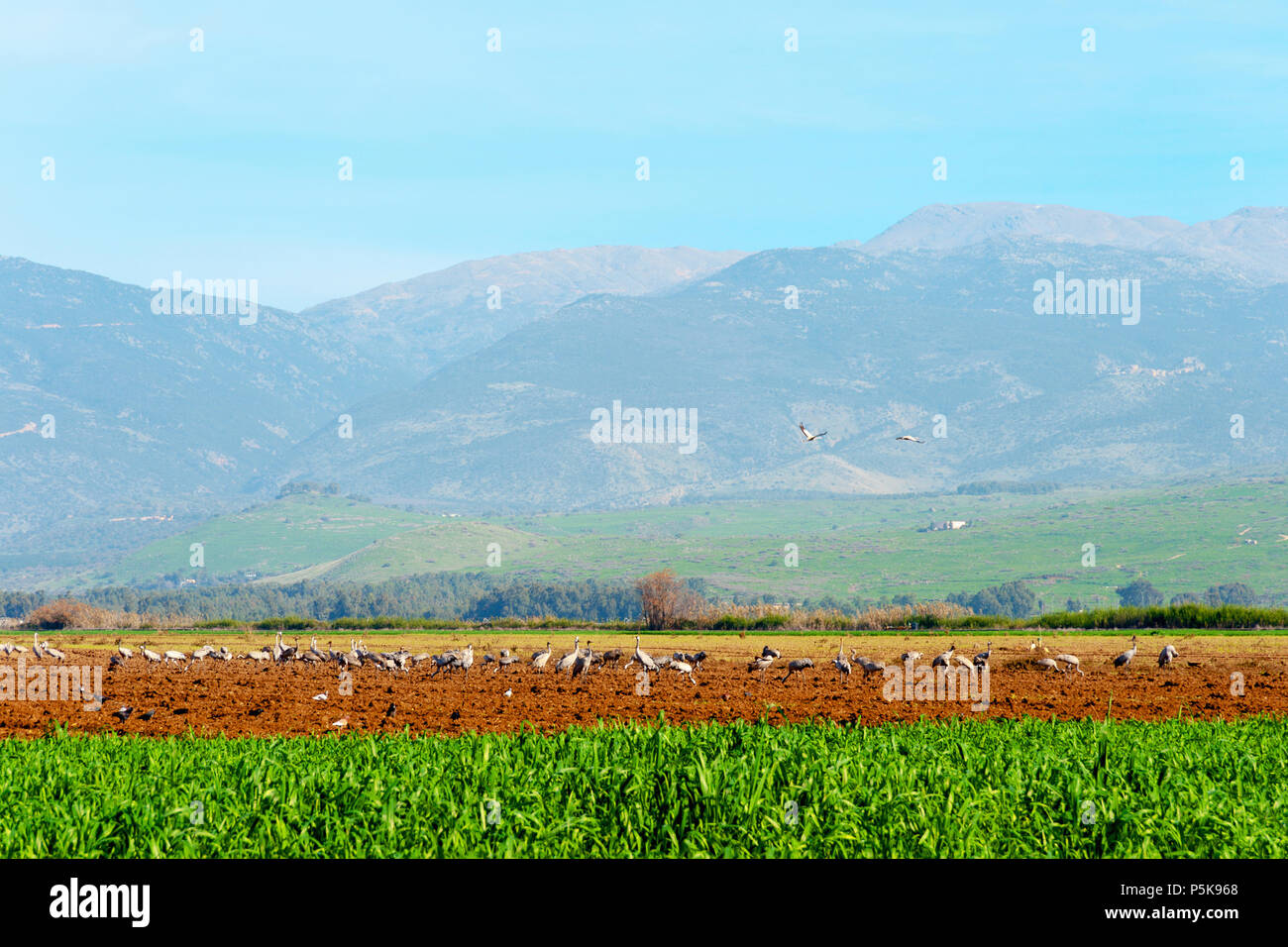 La Vallée de Hula est un important point d'escale pour les oiseaux qui migrent entre l'Afrique, l'Europe et l'Asie. Banque D'Images
