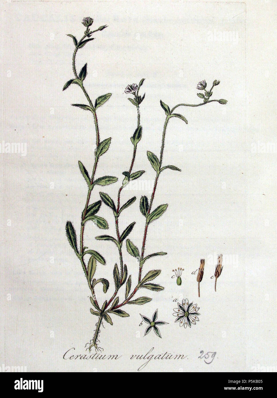 N/A. Illustration de Cerastium fontanum Baumg. (Syn. Cerastium holosteoides frites) . 1822. Jan Kops (1765-1849) Noms alternatifs Kops botaniste néerlandais Description, théologien et enseignant à l'université Date de naissance/décès 6 mars 1765 9 janvier 1849 Lieu de naissance/décès Utrecht Utrecht Amsterdam lieu de travail de contrôle d'autorité : Q2372924 VIAF:17571137 ISNI:0000 0000 1119 9597 le botaniste:Kops DBNL:kops001 GND:100526071286 Cerastium holosteoides j02 Banque D'Images