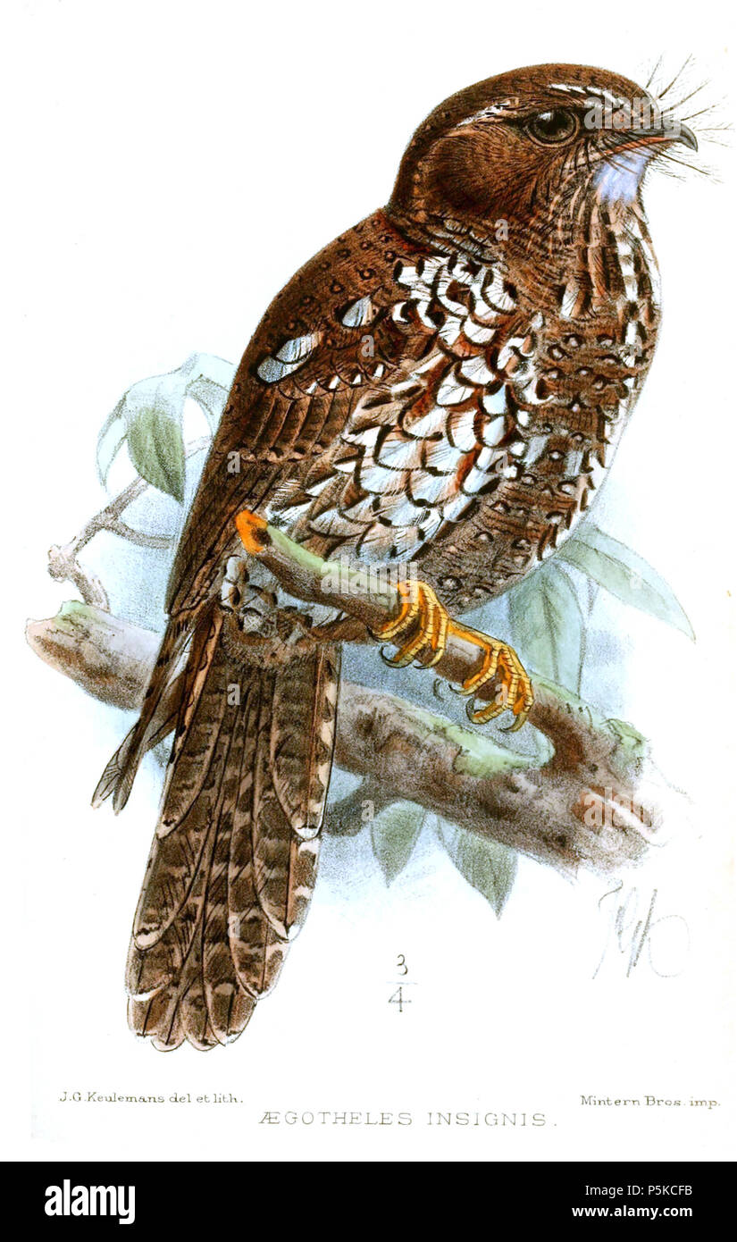 N/A. Aegotheles insignis . 1896. John Gerrard Keulemans (1842-1912) Alternative Names Johannes Gerardus Keulemans ; J. G. Keulemans ornithologue néerlandais Description et l'artiste Date de naissance/décès 8 Juin 1842 29 décembre 1912 Lieu de naissance/décès Rotterdam London Authority control : Q1335286 VIAF:42113661 ISNI:0000 0000 6313 981X ULAN:500041975 RCAC:no98083374 ALN:35268760 63 AegothelesInsignisKeulemans WorldCat Banque D'Images