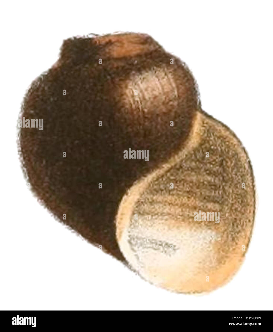 65 Afropomus shell balanoidea Banque D'Images