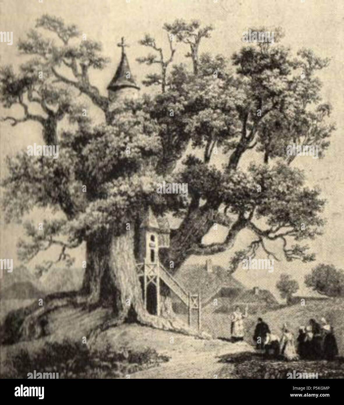 N/A. English : Chêne d'allouville belfosse, gravure du 18ème siècle . 1755. Pierre dufeuille 86 Allouville-chêne Banque D'Images