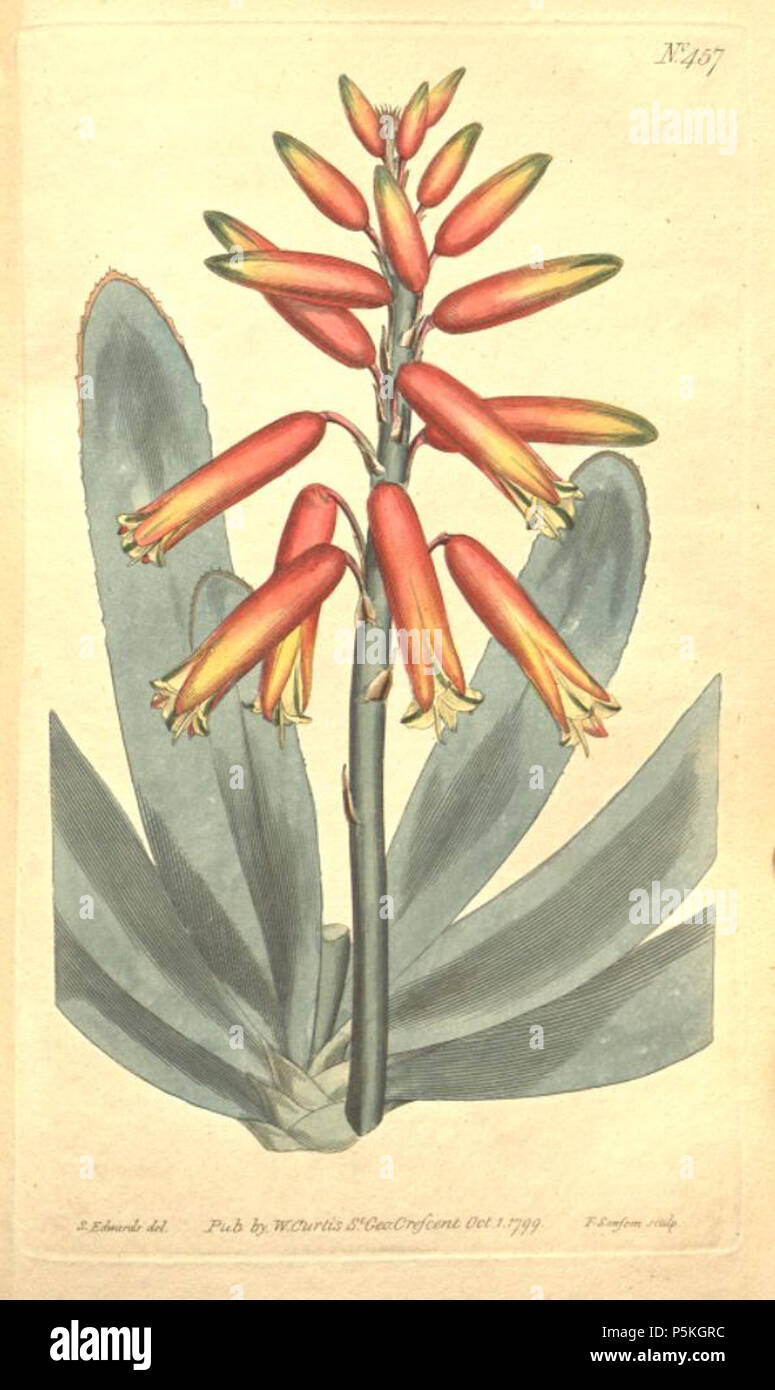 N/A. Illustration de l'Aloe plicatilis . 1799. William Curtis (1746-1799) 87 L'Aloe plicatilis Banque D'Images