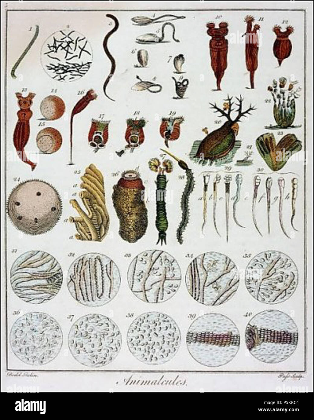 N/A. English : 'Animalcules' observée par Anton van Leeuwenhoek, c1795. 1795. Anton van Leeuwenhoek 103 Animalcules observés par Anton van Leeuwenhoek c1795 1228575 Banque D'Images