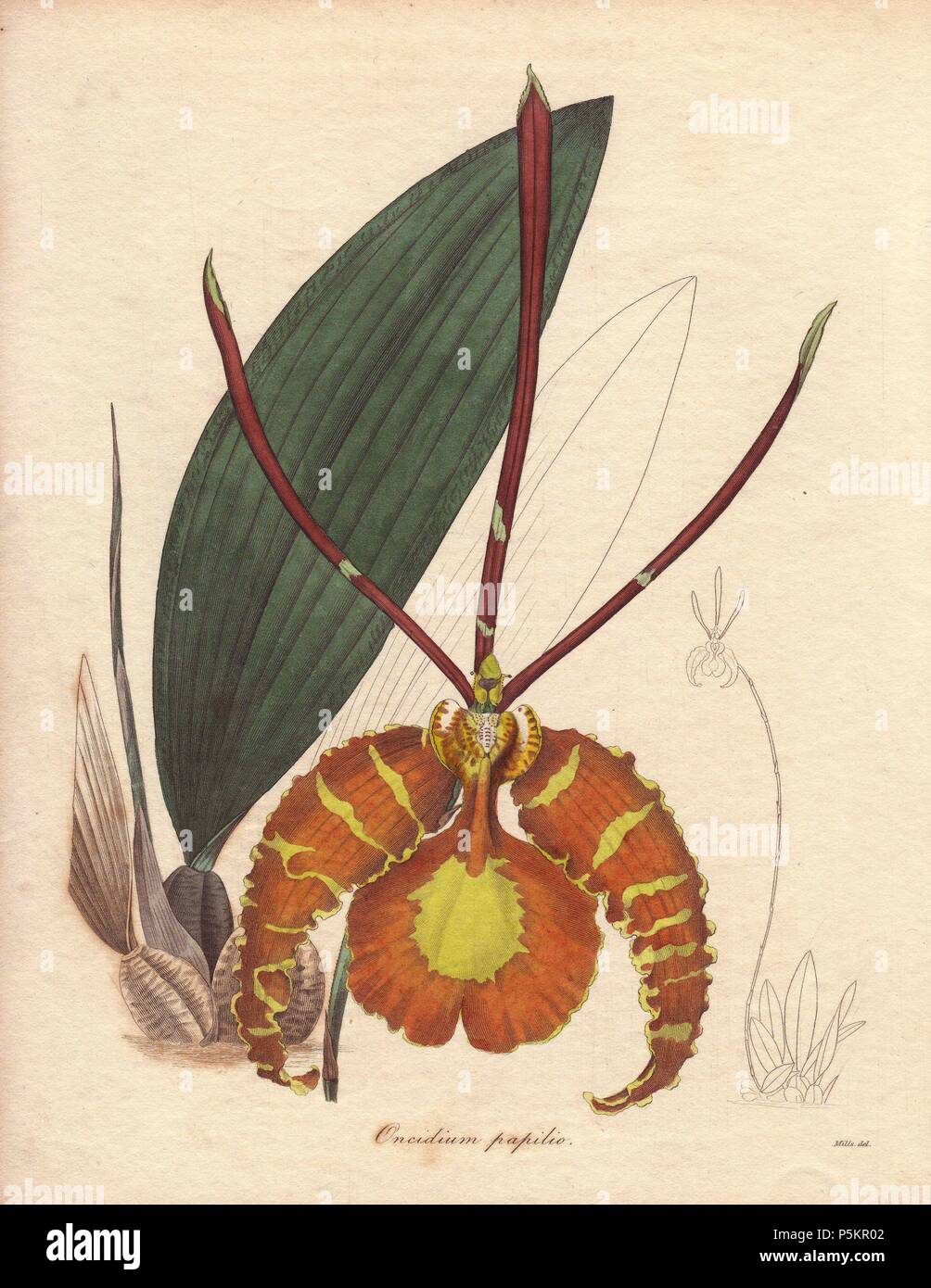 Psychopsis papilio ou orchidée papillon est un indigène de l'Amérique du Sud et à Trinité-et jaune avec de grandes fleurs de couleur rouge-brun. . . Illustration par Mlle R. Mills (18361842) actif : elle était aussi le principal illustrateur pour Knowles et Westcott est le Floral Cabinet (1837-1842). . . Benjamin Maund, le botaniste est une série en cinq volumes qui a introduit 250 nouvelles usines de 1836 à 1842. La série est remarquable pour ses nombreux artistes féminins : les plaques ont été dessiné par Maund's Daughters Sarah et Eliza, Augusta Withers, Priscilla Bury, Jane Taylor, Mlle R. Mills entre autres. L'autre caractéristique est parti Banque D'Images