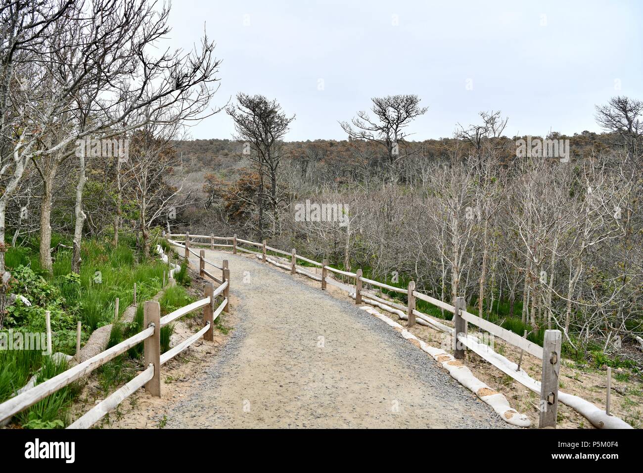 Sentier pédestre menant à la Nauset Light beach sur le Cape Cod National Seashore, Massachusetts, USA Banque D'Images