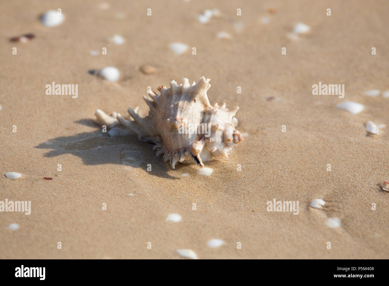 Un coquillage échoué sur la plage, Ifaty, Madagascar Banque D'Images