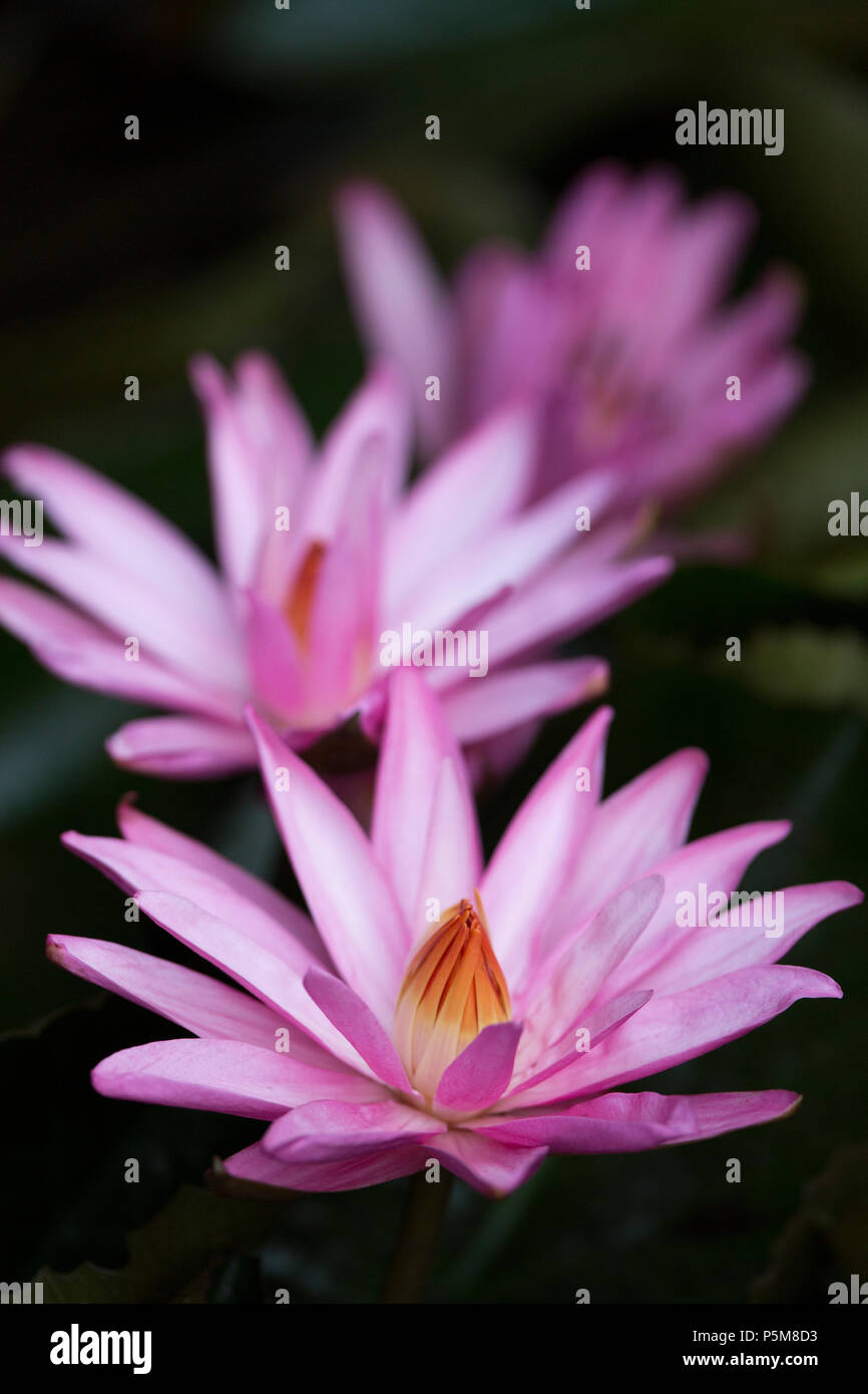 Water Lily close up, Madagascar Banque D'Images