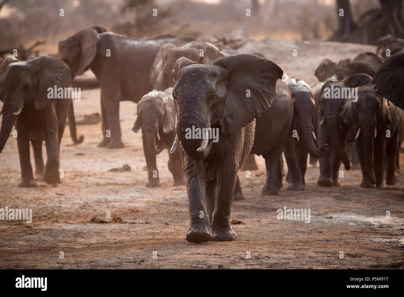 L'éléphant à un étang, Zimbabwe Banque D'Images