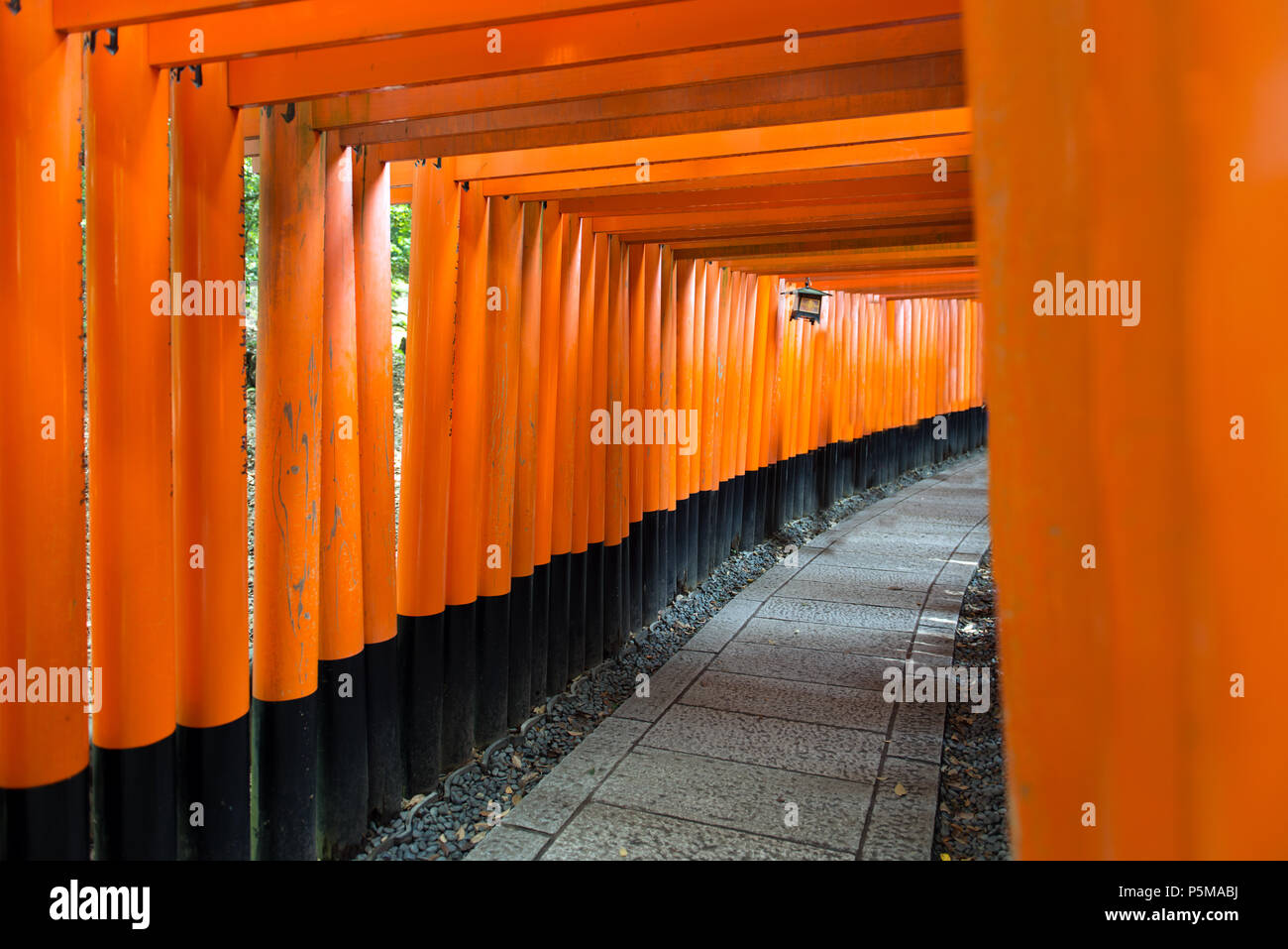 Torii gates au Sanctuaire Fushimi Inari à Kyoto, au Japon. Banque D'Images
