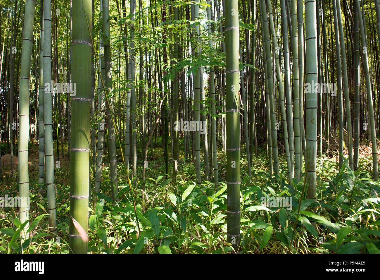 Forêt de bambou au Japon Banque D'Images