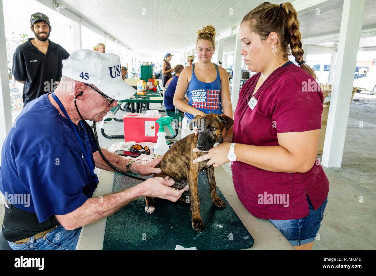 Everglades City Florida,après l'ouragan Irma,aide à la tempête de reprise après sinistre,site de distribution,soins vétérinaires gratuits,vétérinaire,volontaires volu Banque D'Images