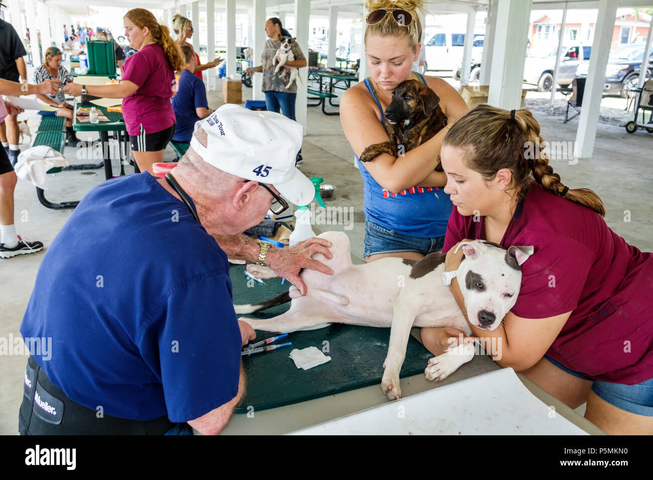 Everglades City Florida,après l'ouragan Irma,aide à la reprise après sinistre de tempête,site de distribution,soins vétérinaires gratuits,vétérinaire,bénévoles comm Banque D'Images