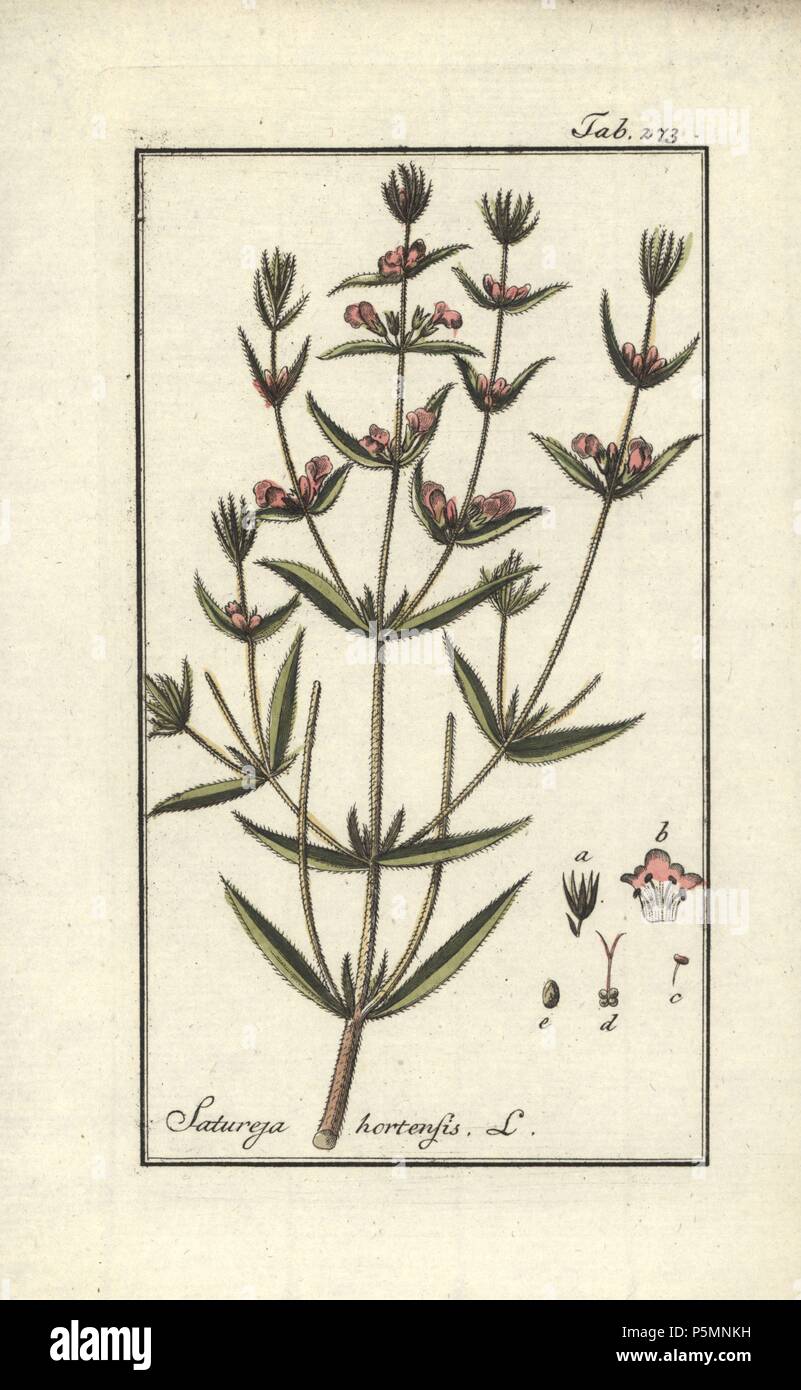 L'été savoureux, Satureja hortensis. Gravure coloriée à la botanique sur cuivre de Johannes Zorn's 'Image Artseny-Gewassen', der Jan Christiaan Sepp, Amsterdam, 1796. Zorn publié pour la première fois son illustration botanique médicale à Nuremberg en 1780 avec 500 planches, et une édition néerlandaise a suivi en 1796 publié par J.C. Sepp avec 100 autres plaques. Zorn (1739-1799) était un pharmacien et botaniste allemand qui a perçu plantes médicales de toute l'Europe pour son 'icones plantarum medicinalium' pour les apothicaires et médecins. Banque D'Images