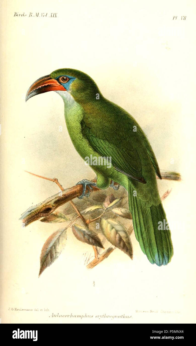 N/A. Aulacorhamphus erythrognathus erythrognathus  = Turdus sulcatus, Groove-billed Toucanet ssp. 1891. John Gerrard Keulemans (1842-1912) Alternative Names Johannes Gerardus Keulemans ; J. G. Keulemans ornithologue néerlandais Description et l'artiste Date de naissance/décès 8 Juin 1842 29 décembre 1912 Lieu de naissance/décès Rotterdam London Authority control : Q1335286 VIAF:42113661 ISNI:0000 0000 6313 981X ULAN:500041975 RCAC:no98083374 ALN:35268760 152 AulacorhamphusErythrognathusKeulemans WorldCat Banque D'Images