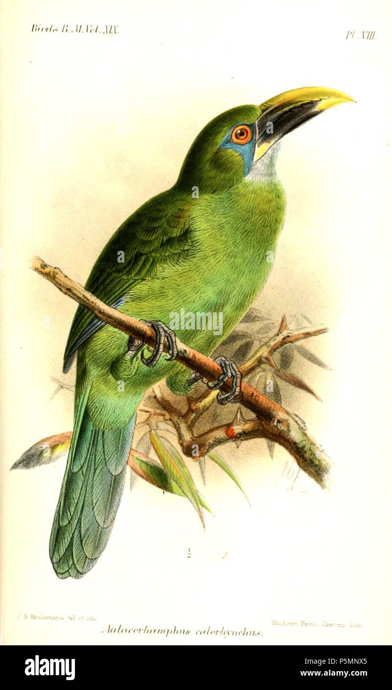 N/A. Aulacorhamphus calorhynchus calorhynchus  = Turdus, Toucanet à bec jaune . 1891. John Gerrard Keulemans (1842-1912) Alternative Names Johannes Gerardus Keulemans ; J. G. Keulemans ornithologue néerlandais Description et l'artiste Date de naissance/décès 8 Juin 1842 29 décembre 1912 Lieu de naissance/décès Rotterdam London Authority control : Q1335286 VIAF:42113661 ISNI:0000 0000 6313 981X ULAN:500041975 RCAC:no98083374 ALN:35268760 152 AulacorhamphusCalorhynchusKeulemans WorldCat Banque D'Images