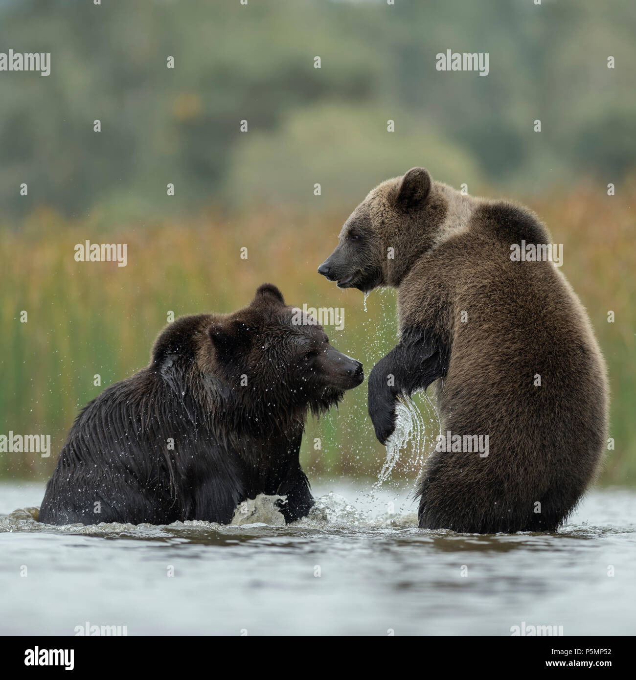 Les ours bruns d'eurasie Europaeische / Braunbaeren ( Ursus arctos ) combats, luttant, ludique combat entre deux adolescent dans les eaux peu profondes d'un lac Banque D'Images