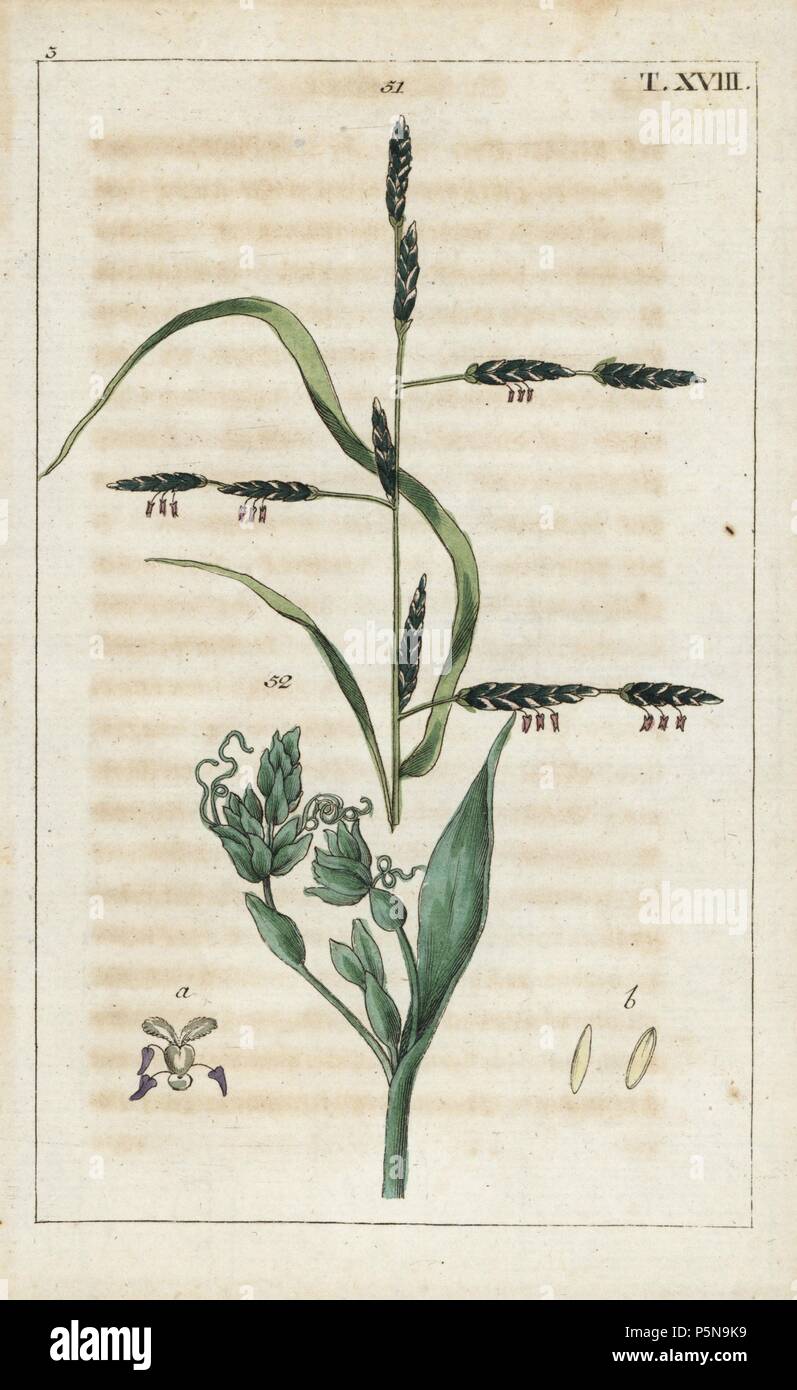 La fétuque des prés ou de l'eau, mannagrass Festuca pratensis. La gravure sur cuivre coloriée d'une illustration botanique de G. T. Wilhelm's 'Unterhaltungen aus der Naturgeschichte' (Encyclopédie d'Histoire Naturelle), Augsburg, 1811. Tobias Gottlieb Wilhelm (1758-1811) était un prêtre et naturaliste à Augsbourg, Bavière. Banque D'Images