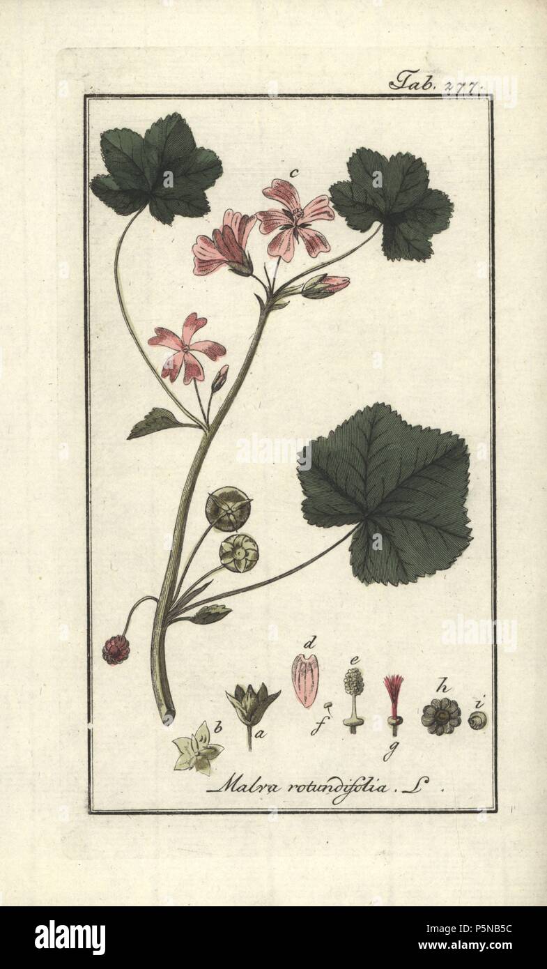 La mauve à feuilles rondes, Malva rotundifolia. Gravure coloriée à la botanique sur cuivre de Johannes Zorn's 'Image Artseny-Gewassen', der Jan Christiaan Sepp, Amsterdam, 1796. Zorn publié pour la première fois son illustration botanique médicale à Nuremberg en 1780 avec 500 planches, et une édition néerlandaise a suivi en 1796 publié par J.C. Sepp avec 100 autres plaques. Zorn (1739-1799) était un pharmacien et botaniste allemand qui a perçu plantes médicales de toute l'Europe pour son 'icones plantarum medicinalium' pour les apothicaires et médecins. Banque D'Images