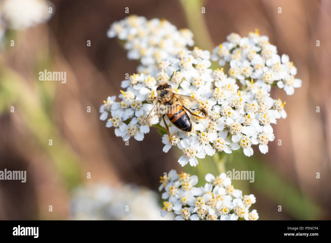 Une abeille sur une grappe de petites fleurs blanches Banque D'Images