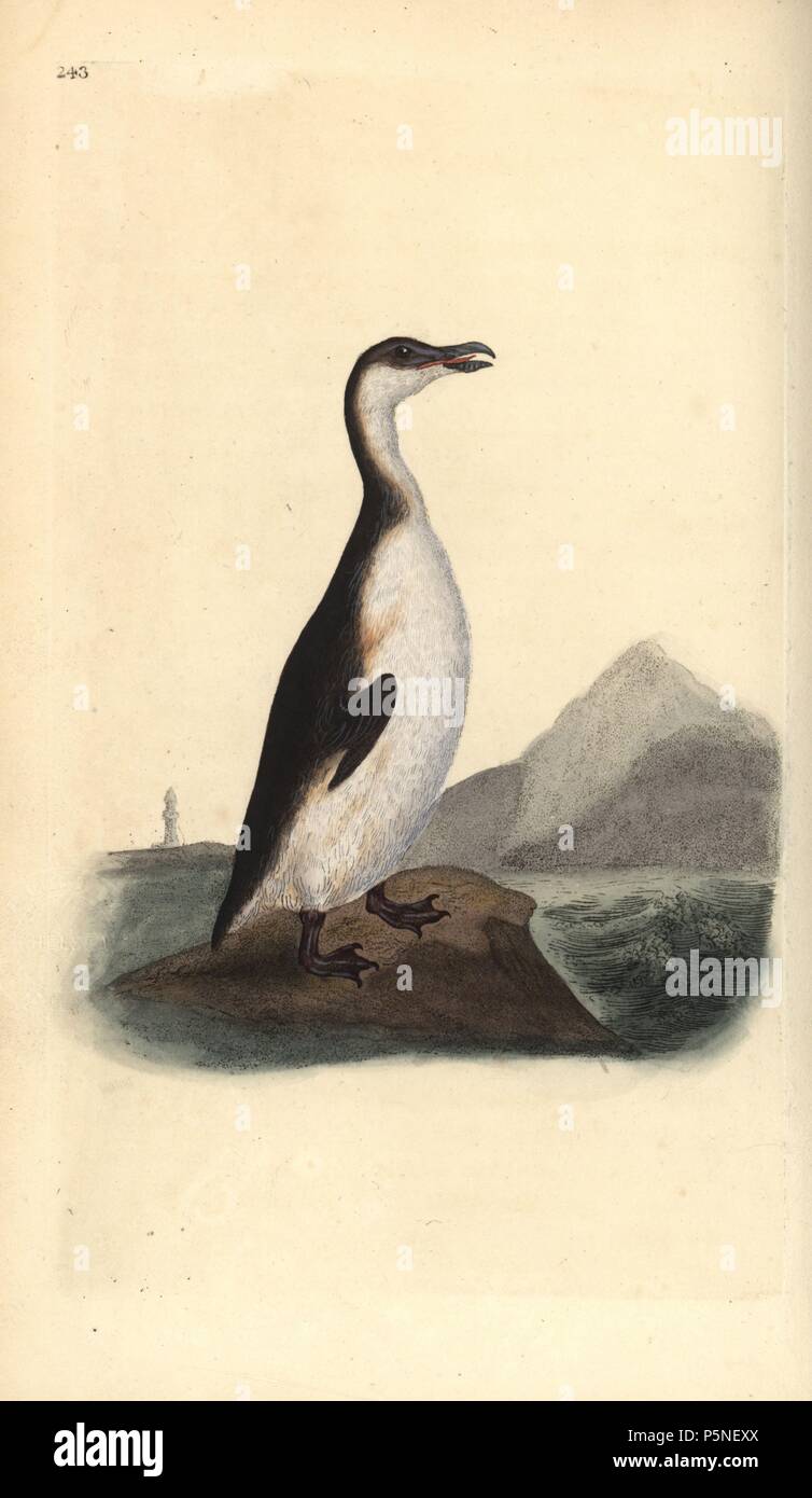 Grand Pingouin Pinguinus impennis, chasse, à l'extinction par les collectionneurs d'œufs en 1844. Dessiné et gravé sur cuivre coloriée par Edward Donovan de sa propre "Histoire naturelle des oiseaux britanniques, Londres, 1794-1819. Edward Donovan (1768-1837) était un zoologiste amateur, auteur, artiste et graveur. Il a écrit et illustré une série de volumes sur les oiseaux, poissons, coquillages et d'insectes, a ouvert son propre musée d'histoire naturelle de Londres, mais plus tard, il est tombé bien bas et est mort sans le sou. Banque D'Images