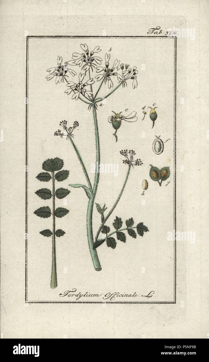 Hartwort, Tordylium apulum. Gravure coloriée à la botanique sur cuivre de Johannes Zorn's 'Image Artseny-Gewassen', der Jan Christiaan Sepp, Amsterdam, 1796. Zorn publié pour la première fois son illustration botanique médicale à Nuremberg en 1780 avec 500 planches, et une édition néerlandaise a suivi en 1796 publié par J.C. Sepp avec 100 autres plaques. Zorn (1739-1799) était un pharmacien et botaniste allemand qui a perçu plantes médicales de toute l'Europe pour son 'icones plantarum medicinalium' pour les apothicaires et médecins. Banque D'Images