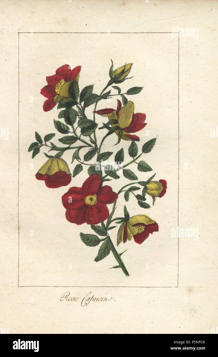 Rose capucine, cuivre autrichien rose, Rosa foetida. La gravure sur cuivre coloriée d'une illustration par Mlle. Prudhomme de 'Hommage à la Rose,' Paris, vers 1815. Un livre cadeau avec l'histoire de la rose et une douzaine de figurines de botanique. Banque D'Images