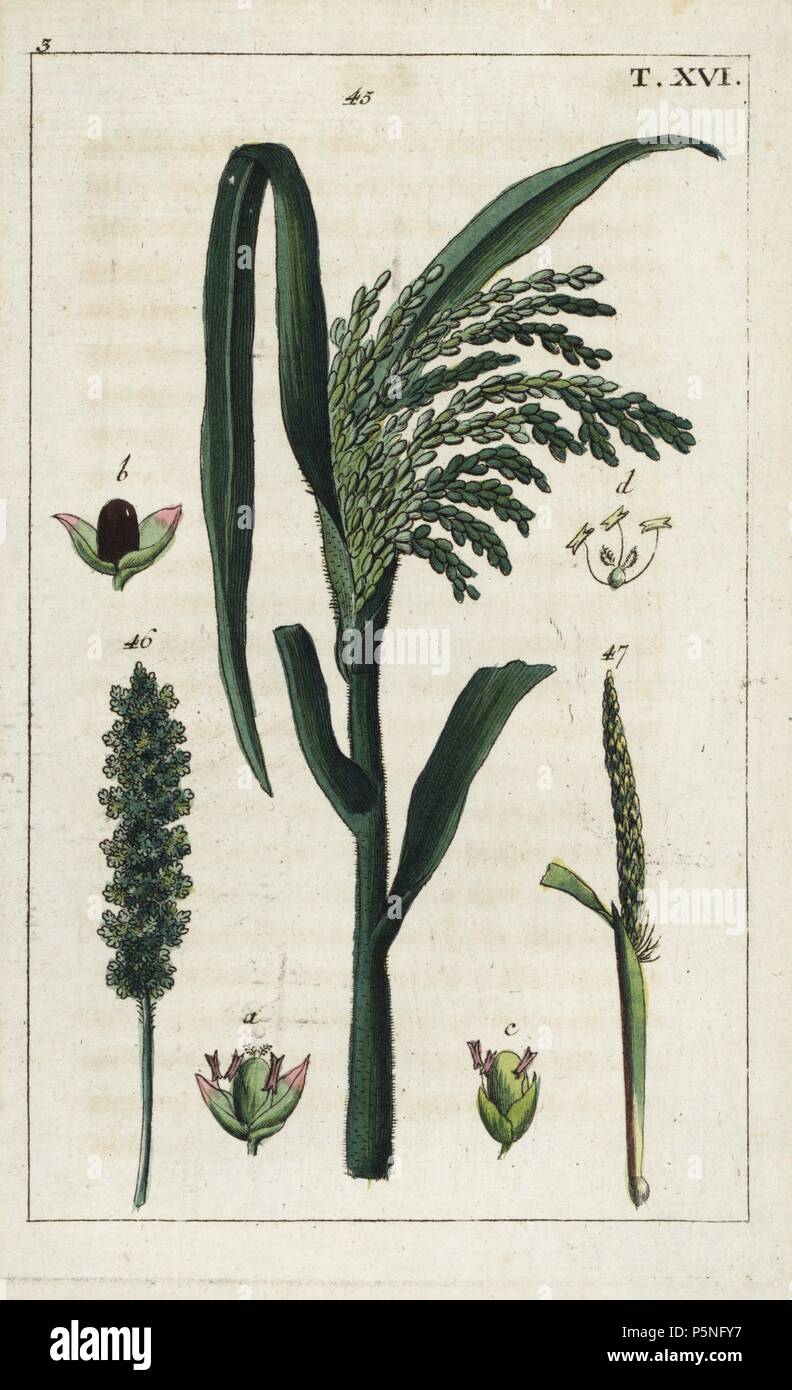 Le millet, Panicum miliaceum, sétaire, 45 P. italicum, 46 et digitaria sanguinale, P. 47. La gravure sur cuivre coloriée d'une illustration botanique de G. T. Wilhelm's 'Unterhaltungen aus der Naturgeschichte' (Encyclopédie d'Histoire Naturelle), Augsburg, 1811. Tobias Gottlieb Wilhelm (1758-1811) était un prêtre et naturaliste à Augsbourg, Bavière. Banque D'Images