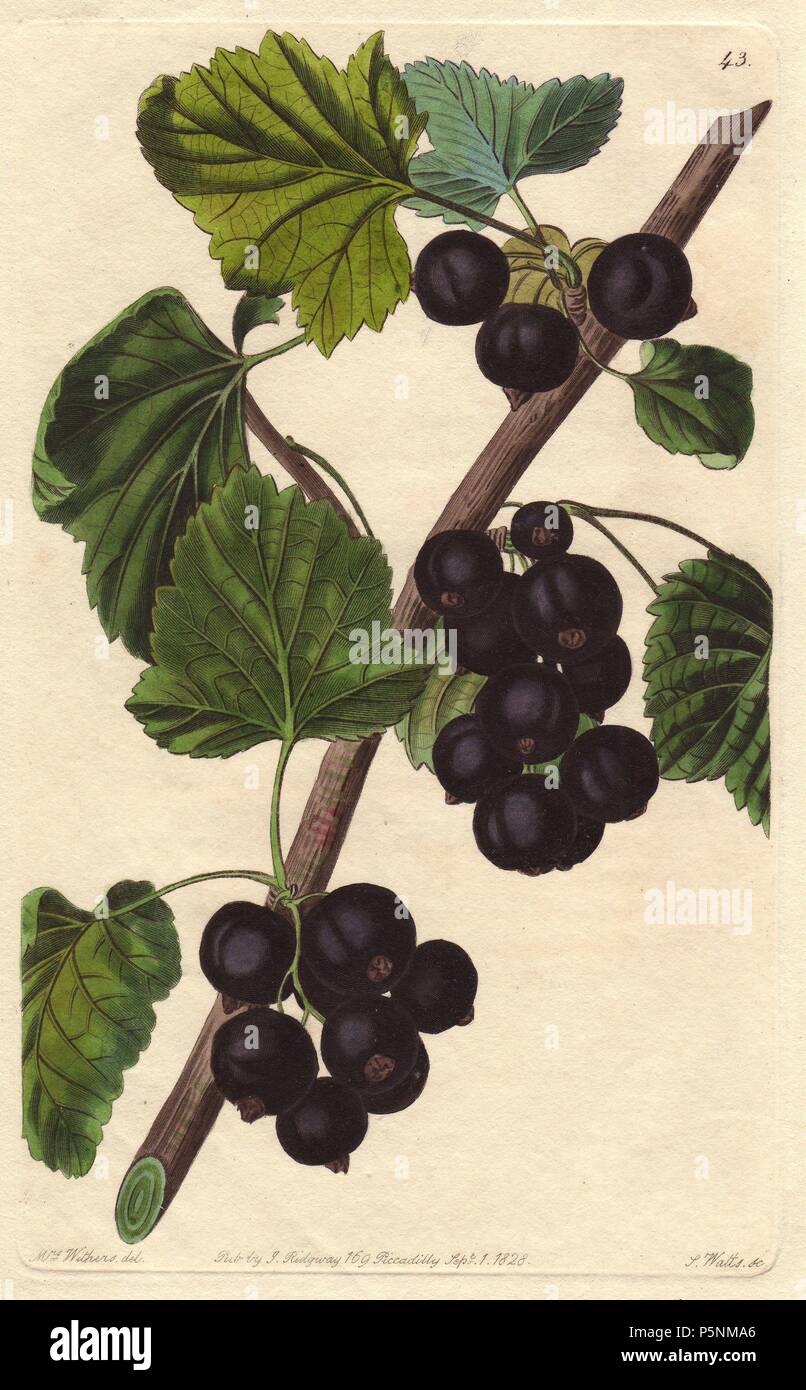 Naples noir, CASSIS Ribes nigrum, a grandi dans le nord de l'Angleterre et l'Ecosse. La gravure sur cuivre coloriée par S. Watts à partir d'une illustration botanique par Augusta Withers de John Lindley's 'James', Magazine Pomologique Ridgway, Londres, 1828. Le magazine a été publié en trois volumes de 1828 à 1830 et a mis fin à 152 Plaque en raison d'un différend entre les éditeurs. Lindley (1795-1865) était un botaniste et jardinier qui a publié des livres sur des roses, des orchidées, et des fruits. Mme Withers (1793-1877) était un éminent artiste botanique Victorien et peintre de fleurs en commun pour Ad Queen Banque D'Images