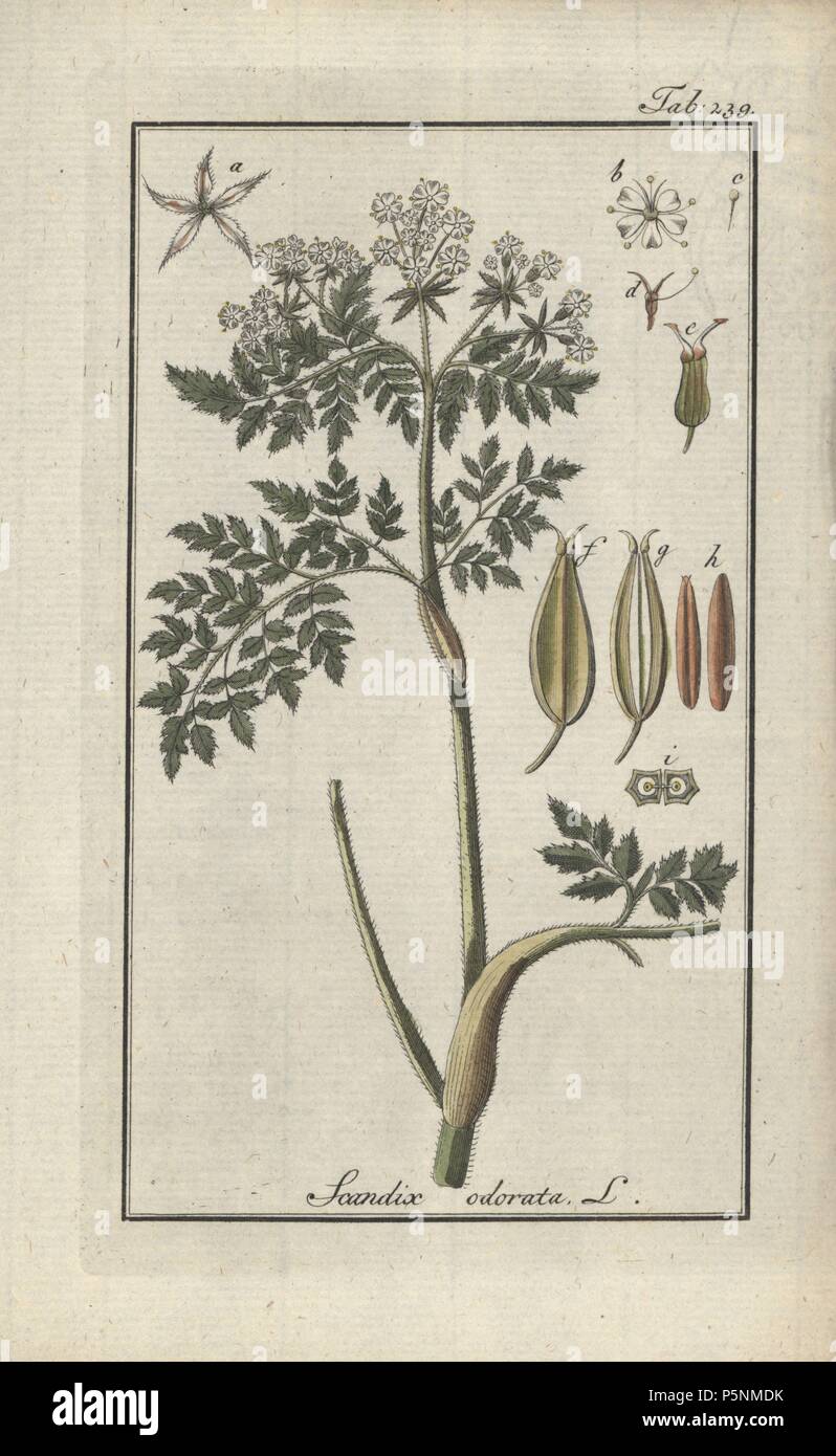 Sweet cicely, Myrrhis odorata. Gravure coloriée à la botanique sur cuivre de Johannes Zorn's 'Image Artseny-Gewassen', der Jan Christiaan Sepp, Amsterdam, 1796. Zorn publié pour la première fois son illustration botanique médicale à Nuremberg en 1780 avec 500 planches, et une édition néerlandaise a suivi en 1796 publié par J.C. Sepp avec 100 autres plaques. Zorn (1739-1799) était un pharmacien et botaniste allemand qui a perçu plantes médicales de toute l'Europe pour son 'icones plantarum medicinalium' pour les apothicaires et médecins. Banque D'Images