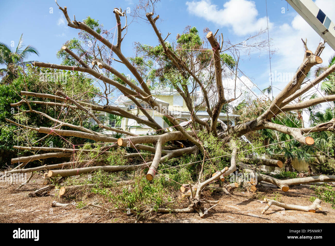 Naples Floride, Crayton Road, ouragan Irma, dégâts causés par le vent après la destruction, arbres tombés, enlèvement, nettoyage de reprise après sinistre de tempête, cour avant, visiteurs Banque D'Images