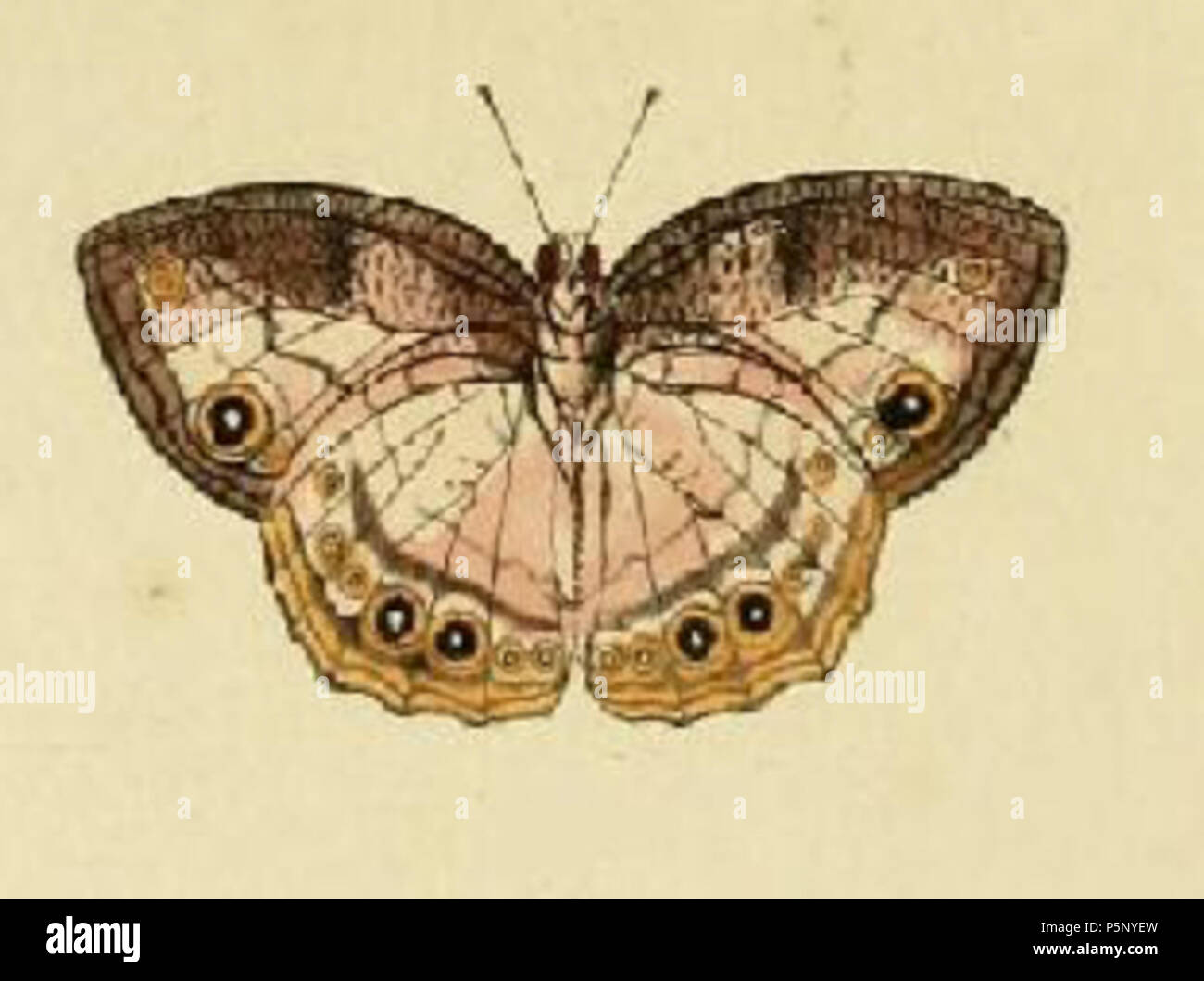 N/A. CCIV plaque E, F : '(Papilio) Dorothea'(  = Bicyclus dorothea (Cramer, [1779]), iconotype), voir 2008. Photo Arbre de vie. . 1782 . Pieter Cramer (1721 - 1776) et CASPAR Stoll (entre 1725 et 1730 - 1791) 199 Bicyclus dorothea1 Banque D'Images