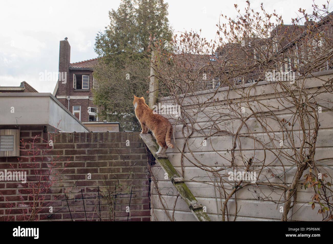 Chat rouge alerte sur mesures pour sortir de jardin Banque D'Images