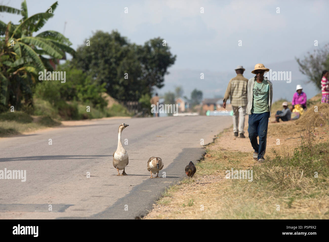 Les oies et un poulet à pied aux côtés des agriculteurs locaux dans un petit village à Madagascar Banque D'Images