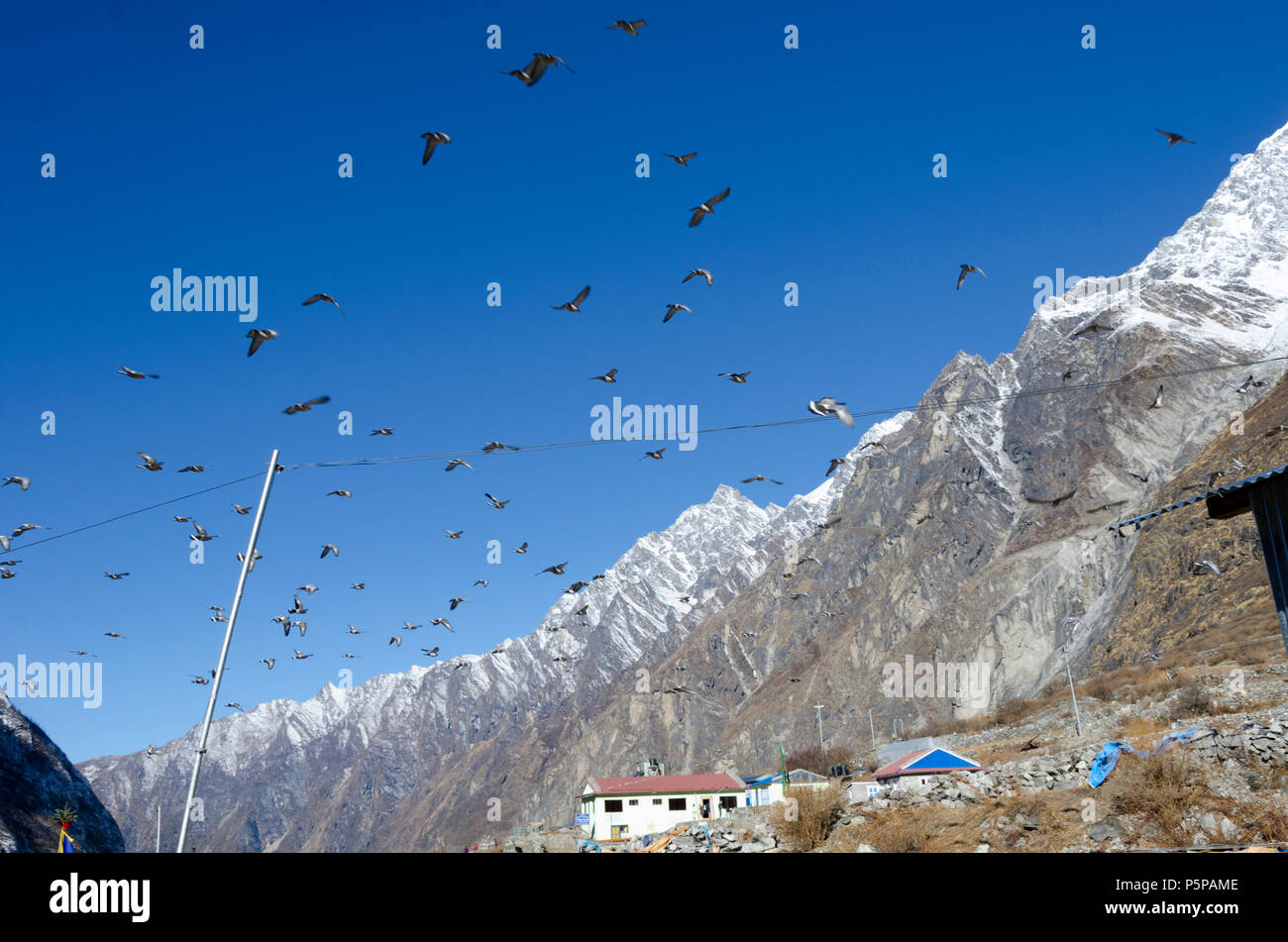 Troupeau d'oiseaux volant au-dessus de Mundu, Langtang, Népal Banque D'Images