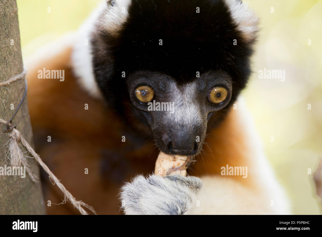 Sifaka couronné, Madagascar Banque D'Images