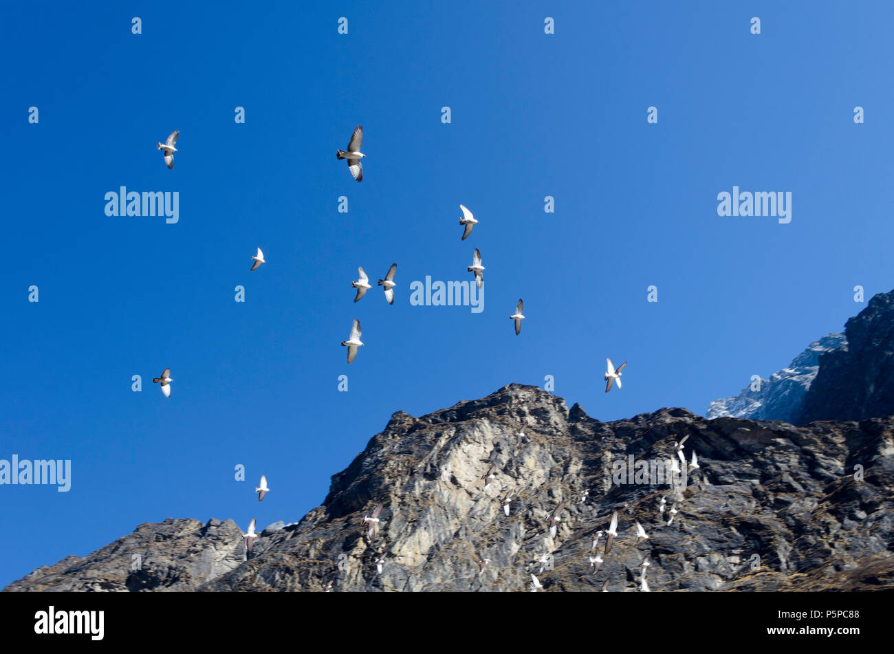 Troupeau d'oiseaux volant au-dessus de Langtang Village, Langtang, Népal Banque D'Images