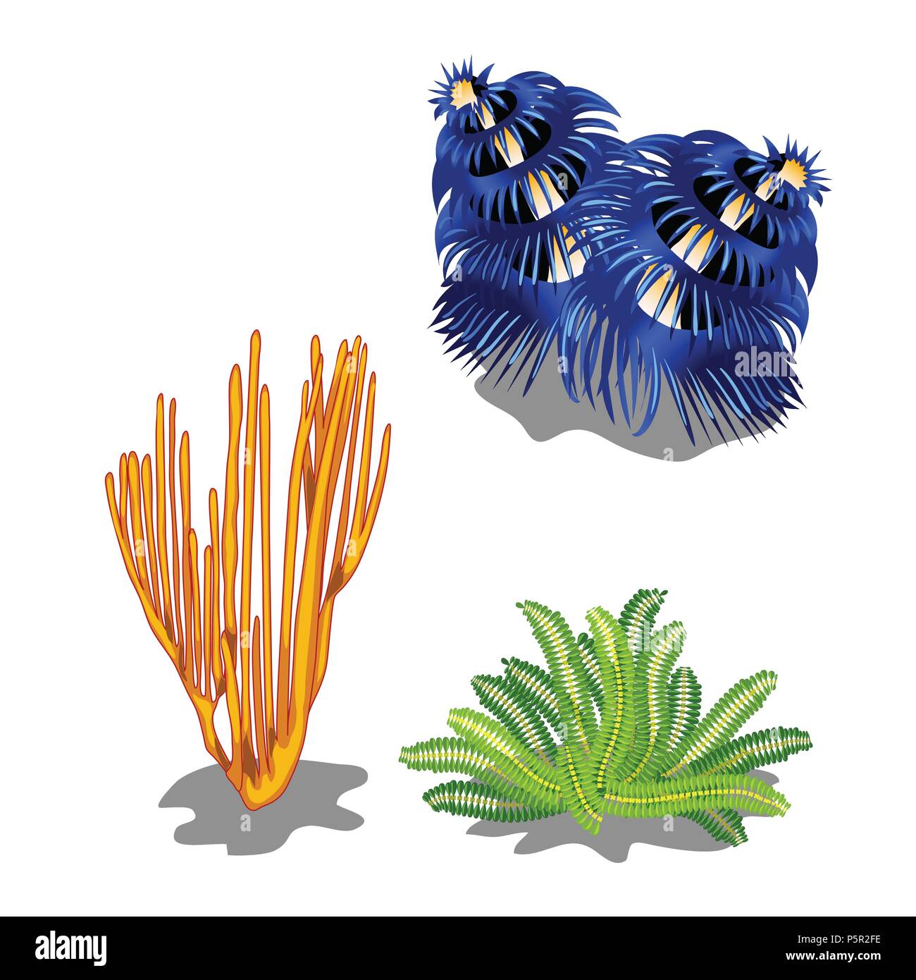Ensemble d'algues marines colorées isolé sur fond blanc. Cartoon Vector illustration close-up. Illustration de Vecteur