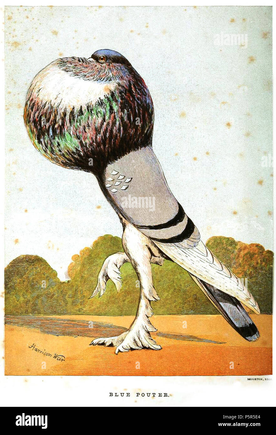 N/A. Pouter pigeon bleu (race) . 1868. Harrison Weir (d. 1906) 211 Blue pouter Weir Banque D'Images