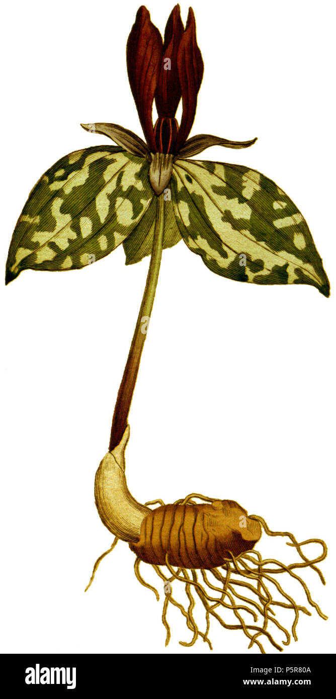 N/A. Anglais : 40, la plaque de la Trillium sessile Curtis Botanical Magazine, Volume 2. Sous la direction de l'original, image de l'usine a été masqué pour qu'usine pourrait être indépendante de correction des couleurs de papier. 1787. Sydenham Edwards (1768-1819) Noms alternatifs Sydenham Teast Edwards, Teaste Sydenham Edwards, Sydenham Edwards en teck et botaniste anglais Description illustrator Date de naissance/décès 1768 8 février 1819 Lieu de naissance de l'Usk, Monmouthshire période de travail 1787 - 1815 lieu de travail : Londres (1792-1814) le contrôle d'autorité : Q1118055 VIAF:34803935 ISNI:0000 0000 6666 6367 ULAN:500013524 Banque D'Images