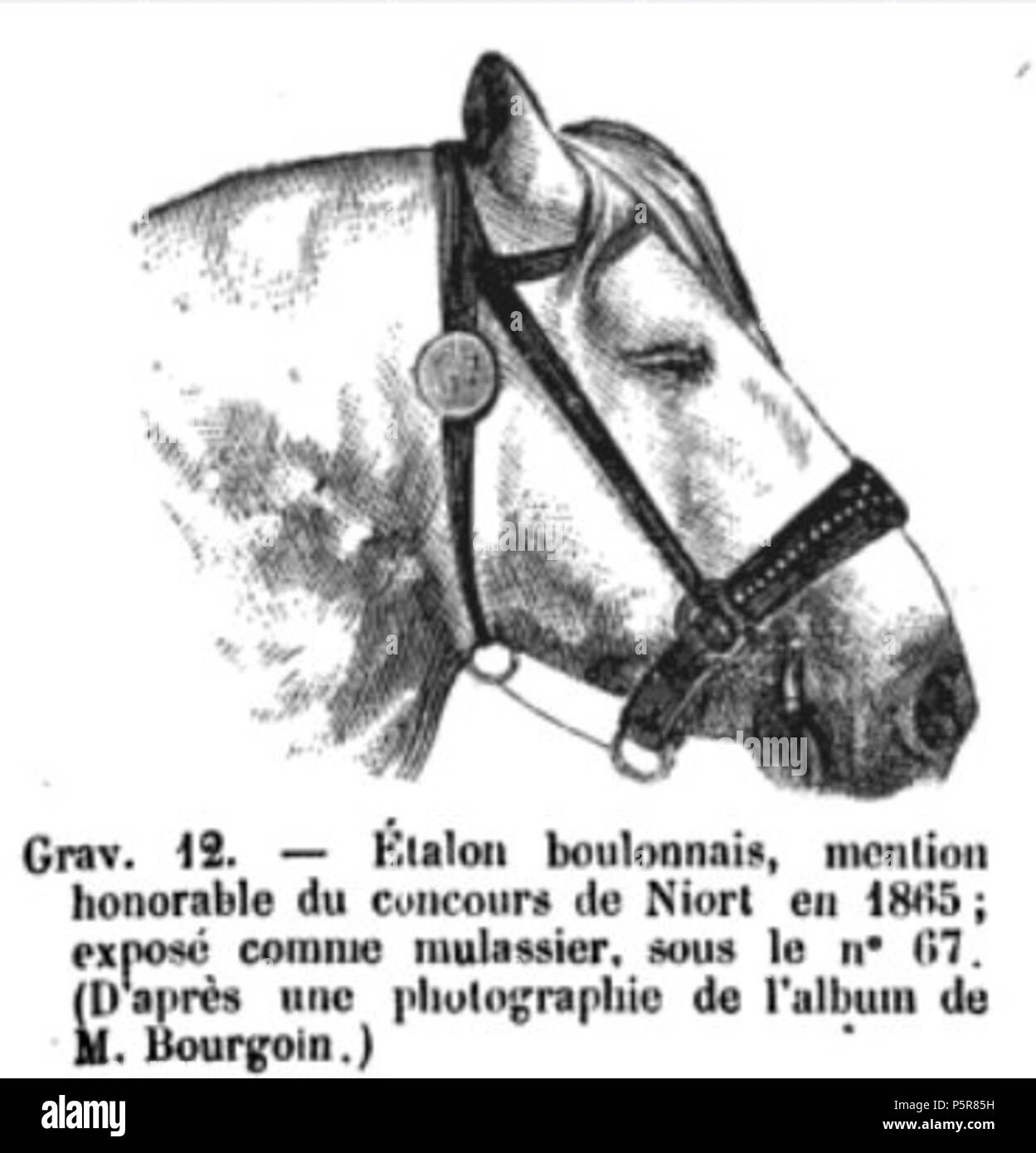 N/A. English : Tête d'un cheval boulonnais primé à Niort en 1865, dans l'ouvrage d'André Sanson, Applications de la zootechnie, 1867 . 1867. André Sanson 226 Boulonnais1865 Banque D'Images