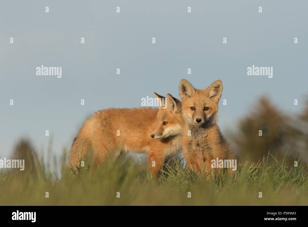Deux petits à l'extérieur de leur tanière à proximité. Banque D'Images