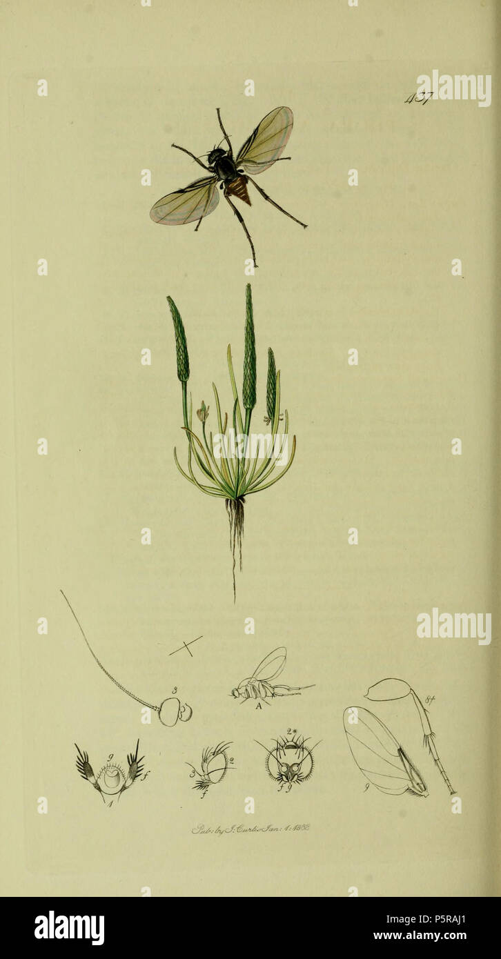 N/A. Anglais : John Curtis British Entomology (1824-1840), folio 437 Phora abdominalis  = Diplonevra florescens (Red-corsé Phora).La plante est Myosurus minimus (petite souris-tail) . 1836. John Curtis 238 Britishentomologyvolume8D437 Banque D'Images