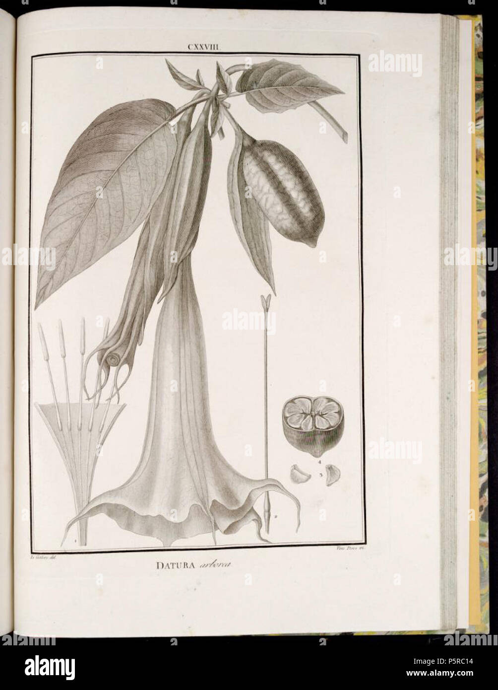 N/A. Illustration de Brugmansia arborea (syn. Datura arborea) . Entre 1798 et 1802. José Antonio Pavón y Jiménez (1754-1844) Brugmansia arborea 243 Banque D'Images