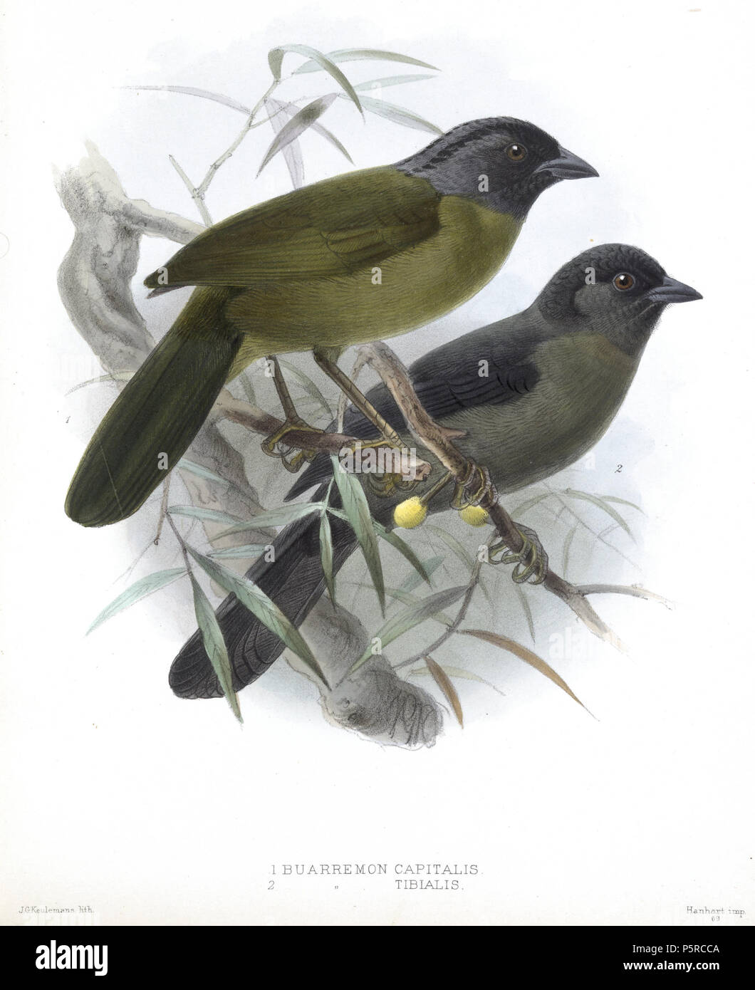 N/A. Capitalis Buarremon & Buarremon tibialis . 1904. John Gerrard Keulemans (1842-1912) Alternative Names Johannes Gerardus Keulemans ; J. G. Keulemans ornithologue néerlandais Description et l'artiste Date de naissance/décès 8 Juin 1842 29 décembre 1912 Lieu de naissance/décès Rotterdam London Authority control : Q1335286 VIAF:42113661 ISNI:0000 0000 6313 981X ULAN:500041975 RCAC:no98083374 ALN:35268760 247 BuarremonKeulemans WorldCat Banque D'Images