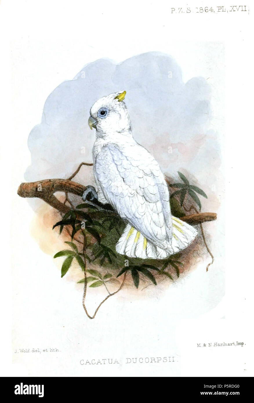 N/A. Cacatua ducorpsii . 1864. Joseph Wolf (1820-1899) Noms alternatifs Matthias Wolf ; Joseph Wolff ; Josef Wolf ; Matthias Wolff artiste allemand Description Date de naissance/Décès 21 Janvier 1820 20 avril 1899 Lieu de naissance/décès Mörz, Allemagne lieu de travail Londres London Authority control : Q1708274 VIAF:54950825 ISNI:0000 0000 8384 0531 ULAN:500006240 RCAC:n:NLA80006277 36115701 262 CacatuaDucorpsii2Wolf WorldCat Banque D'Images
