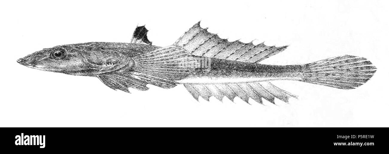 N/A. Les noms d'espèces / vérification de l'identité nécessaire. Les plaques d'origine a montré les poissons vers la droite et ont été renversée ici. Callionymus sagitta (femelle) . 1878. George Henry Ford (1808-1876) Noms alternatifs G. H. Ford artiste Description Date de naissance/décès 20 Mai 1808 Lieu de naissance 1876 décès/colonie du Cap London Authority control : Q17105498 VIAF:317102730 RCAC:n2015185868 Callionymus WorldCat 264 sagitta f Ford 68 Banque D'Images