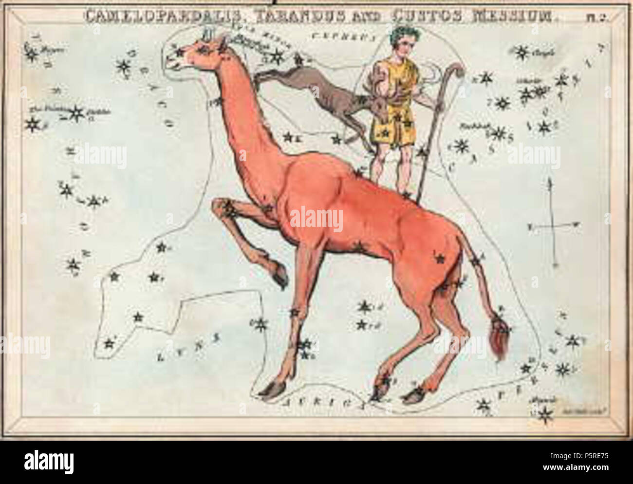 N/A. Anglais : Camelopardalis comme décrit à l'Urania miroir, un ensemble de cartes constellation publié à Londres c. 1825. . Ce fichier n'est pas informations sur l'auteur. 264 Camelopardalisurania Banque D'Images