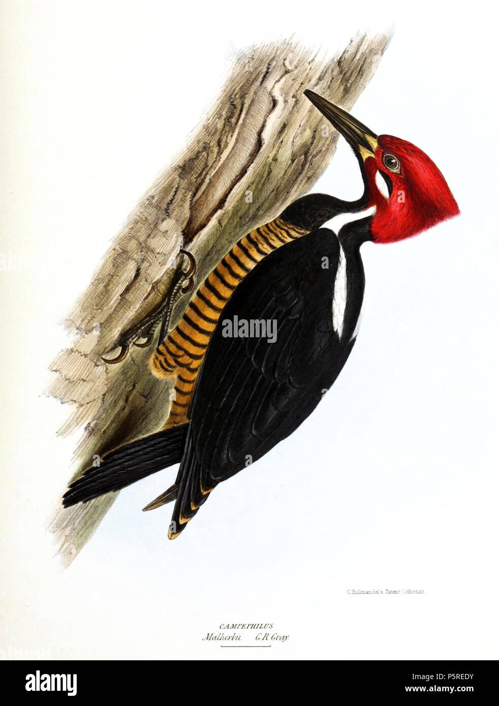 N/A. Cendré Campephilus malherbii . 1849. David William Mitchell (1813-1859) 265 cendré Campephilus Banque D'Images