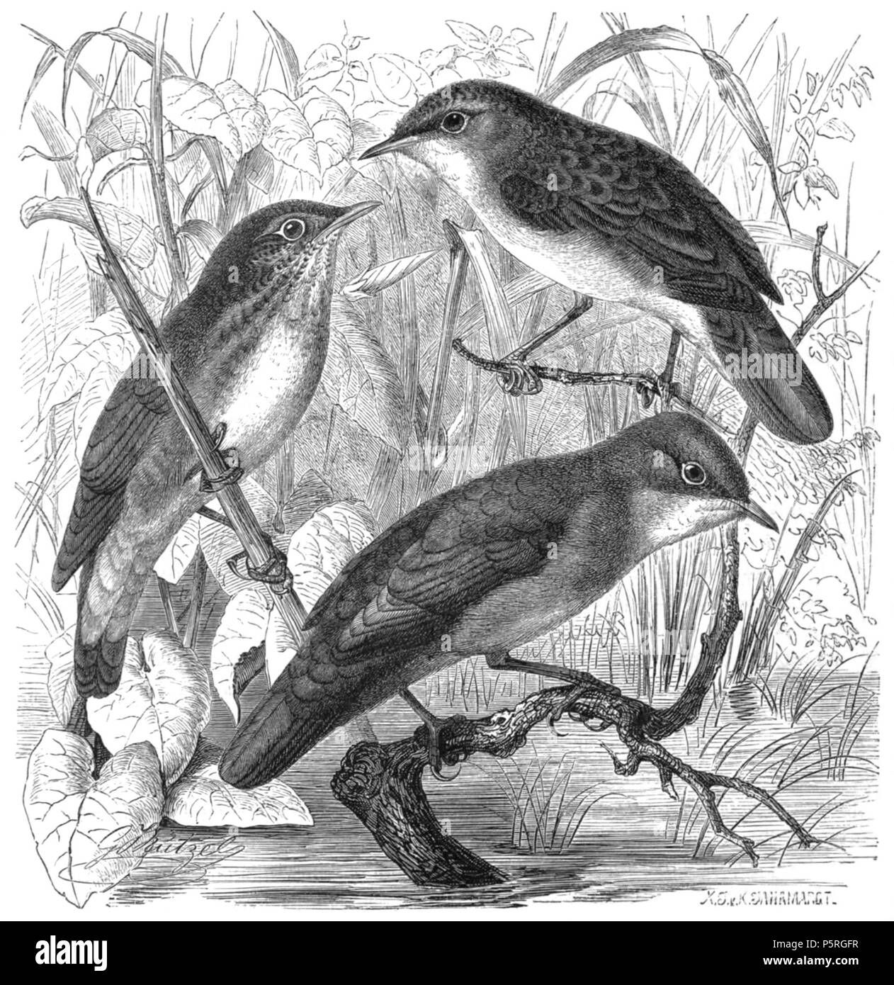 233 Brehms Tierleben 2.2 page 222 Locustella naevia Locustella luscinioides Locustella fluviatilis Banque D'Images